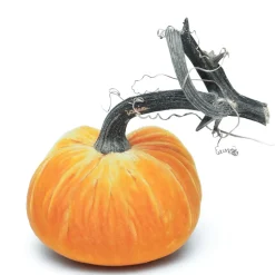 Carrot Silk Velvet Pumpkin