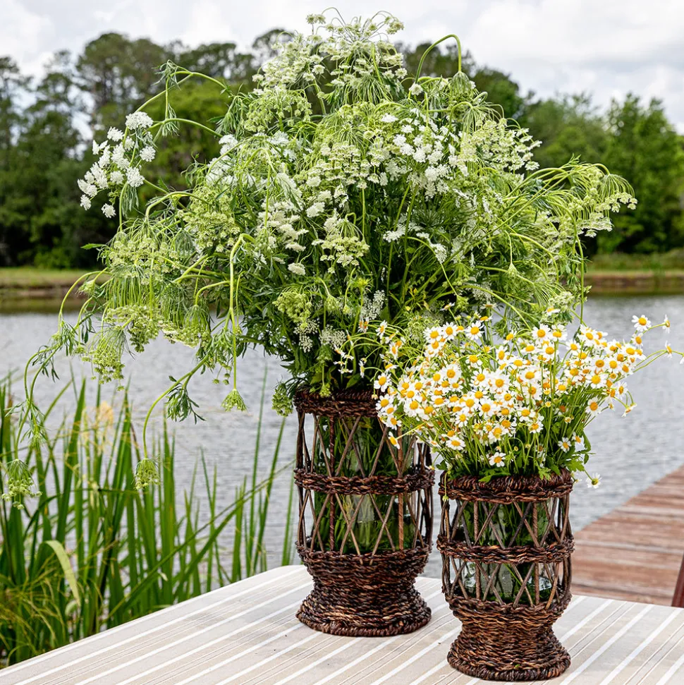 Devon Willow Hurricane