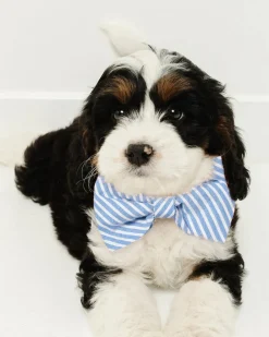 Dog Bow Tie