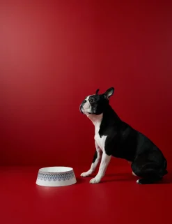 Festive Pet Bowl Large