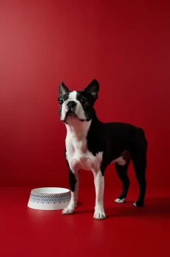 Festive Pet Bowl Large