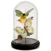 Flora and Fauna Butterfly & Bird Sculpture in Round Dome
