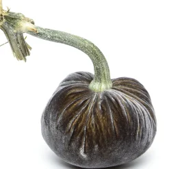 Graphite Silk Velvet Pumpkin
