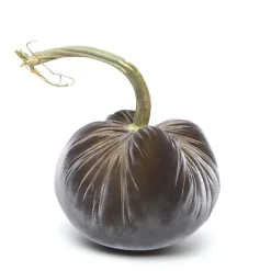 Graphite Silk Velvet Pumpkin
