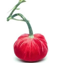 Guava Silk Velvet Pumpkin