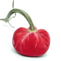 Guava Silk Velvet Pumpkin