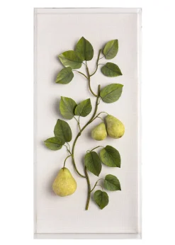 Large Fruit Study Pears On Snow Linen