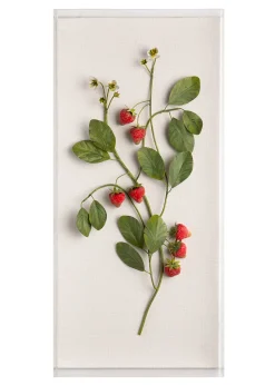 Large Fruit Study Strawberries On Snow Linen