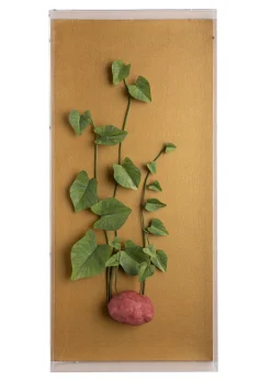 Large Vegetable Study Potato On Gilded Linen