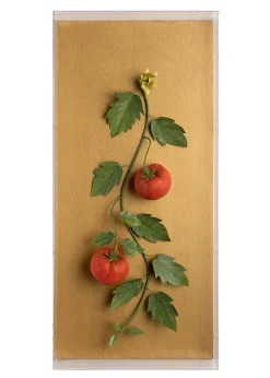 Large Vegetable Study Tomatoes On Gilded Linen