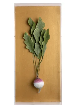 Large Vegetable Study Turnip On Gilded Linen