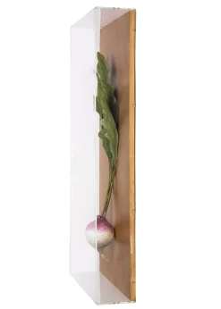 Large Vegetable Study Turnip On Gilded Linen