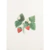 Limited Edition Strawberry Plant Print