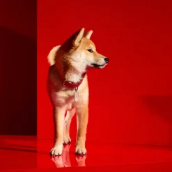 Louxor Leather Pet Collar