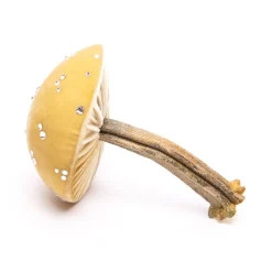 Medium Husk Mushrooms