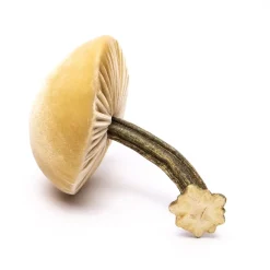 Medium Husk Mushrooms