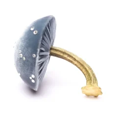 Medium Lake Mushroom