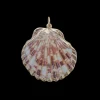 Medium Scallop Shell Charm in Multi