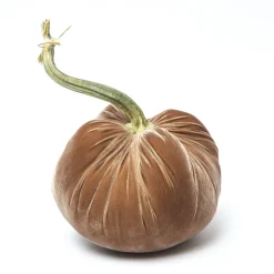 Mocha Silk Velvet Pumpkin