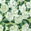 Original Limelight Hydrangeas
