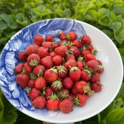Peony Blue Wide Serving Bowl