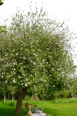 Picnic Blanket Made With Liberty Fabric in Betsy Grey & Capel Mustard