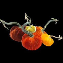 Pumpkin Bundle in Pumpkin Patch