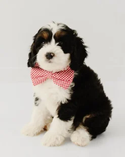 Red Mini Gingham Dog Bow Tie