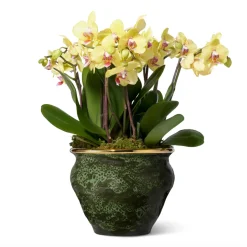 Rimara Cachepot in Cypress