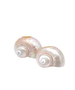 Seashell Napkin Rings, Set of 4