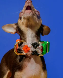 Seltzer Dog Collar