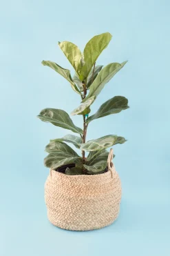 Small Braided Raffia Basket Natural