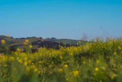 Stanly Ranch Napa, Luxury 5-Night Stay