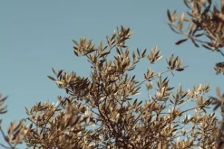 Stanly Ranch Napa, Luxury 5-Night Stay