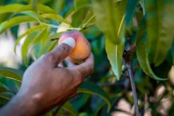 Stanly Ranch Napa, Luxury 5-Night Stay