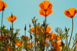 Stanly Ranch Napa, 2-Night Stay