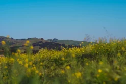 Stanly Ranch Napa, 2-Night Stay