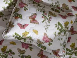 The Baudin Butterfly Collection