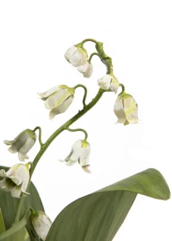 Tole Flower Multi-Stem Lily Of The Valley