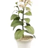 Tole Flower Standard Fressia