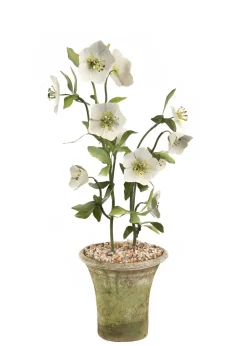 Tole Flower Standard Hellebore