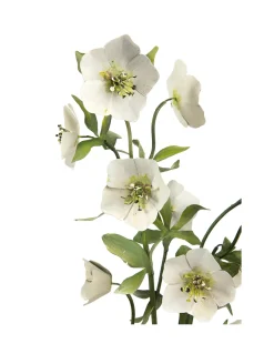 Tole Flower Standard Hellebore