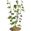 Tole Tree Fig Tree