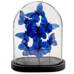 Ultramarine Butterflies in Oval Dome