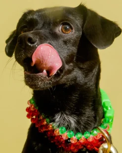 Watermelon Dog Collar