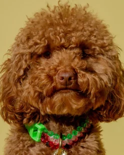 Watermelon Dog Collar
