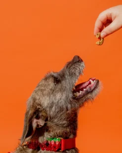 Watermelon Dog Collar